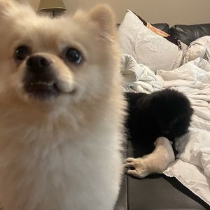 Meet your Posher, Ha